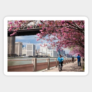 Riding Under the Cherry Blossoms Sticker